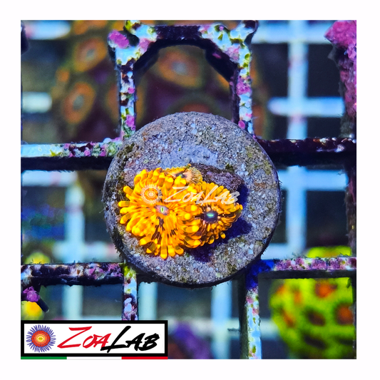 Zoanthus Utter chaos