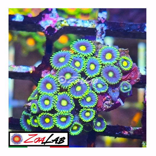 Zoanthus Sky pops