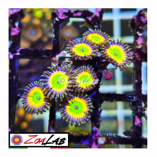 Zoanthus tinkerbell