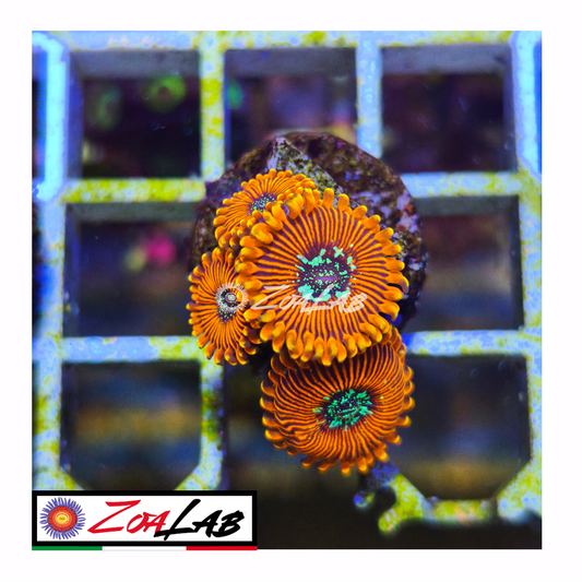 Zoanthus Orange magicians