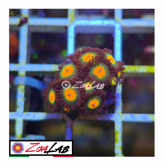 Zoanthus Orange nipple