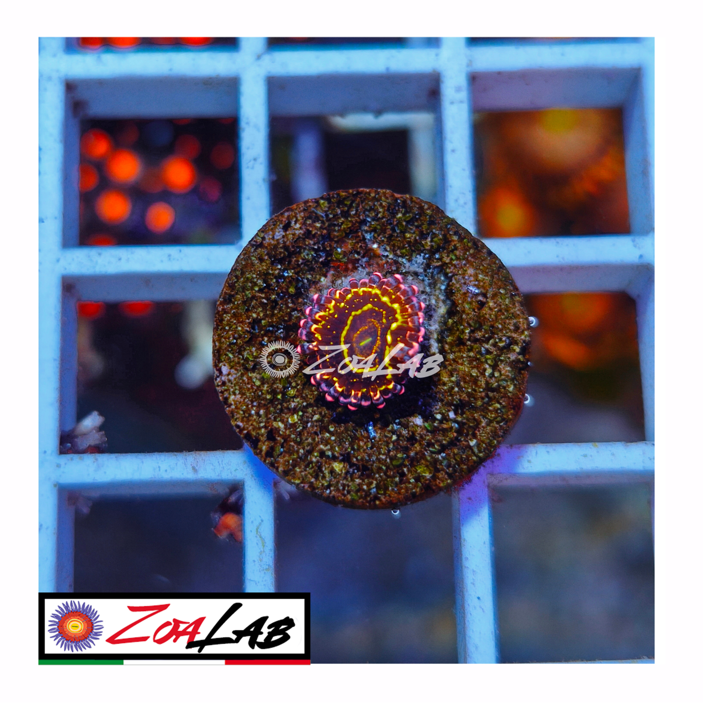 Zoanthus stratosphere