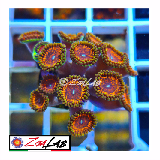 Zoanthus Devil armor