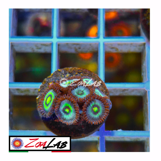 Zoanthus Wolverine
