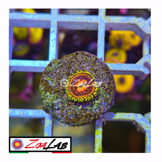 Zoanthus space Chaos