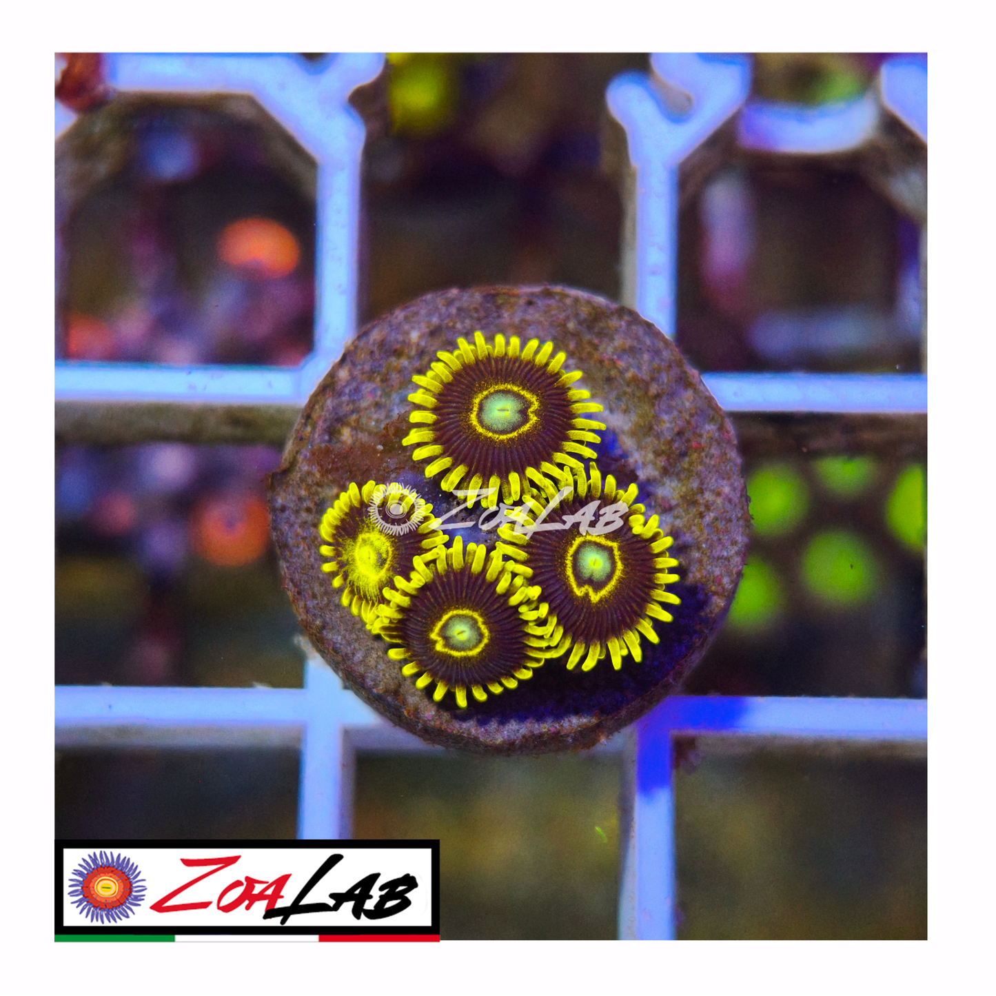 Zoanthus black Hornets