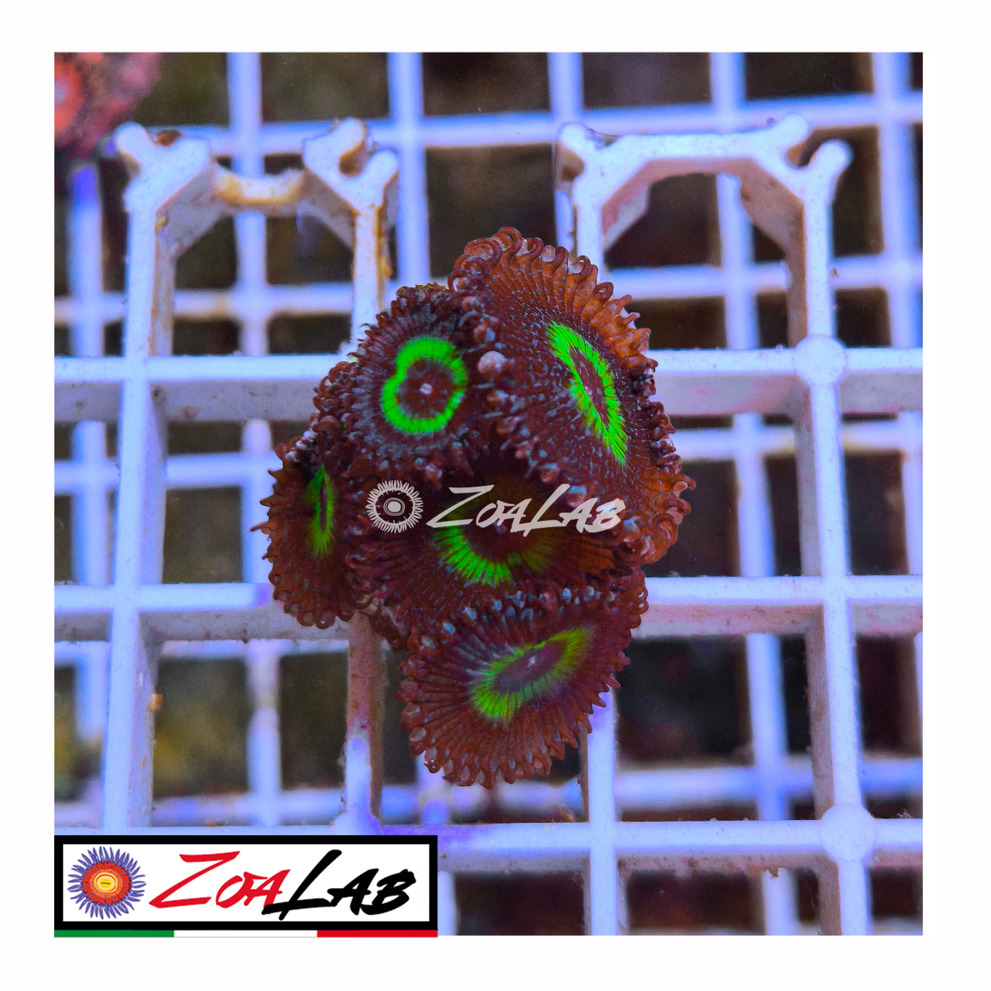 Zoanthus macaw