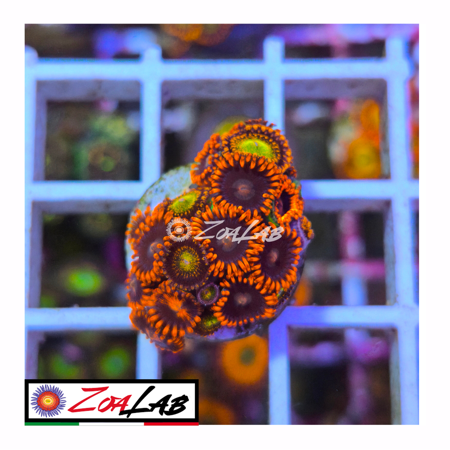 Zoanthus spiderman mix