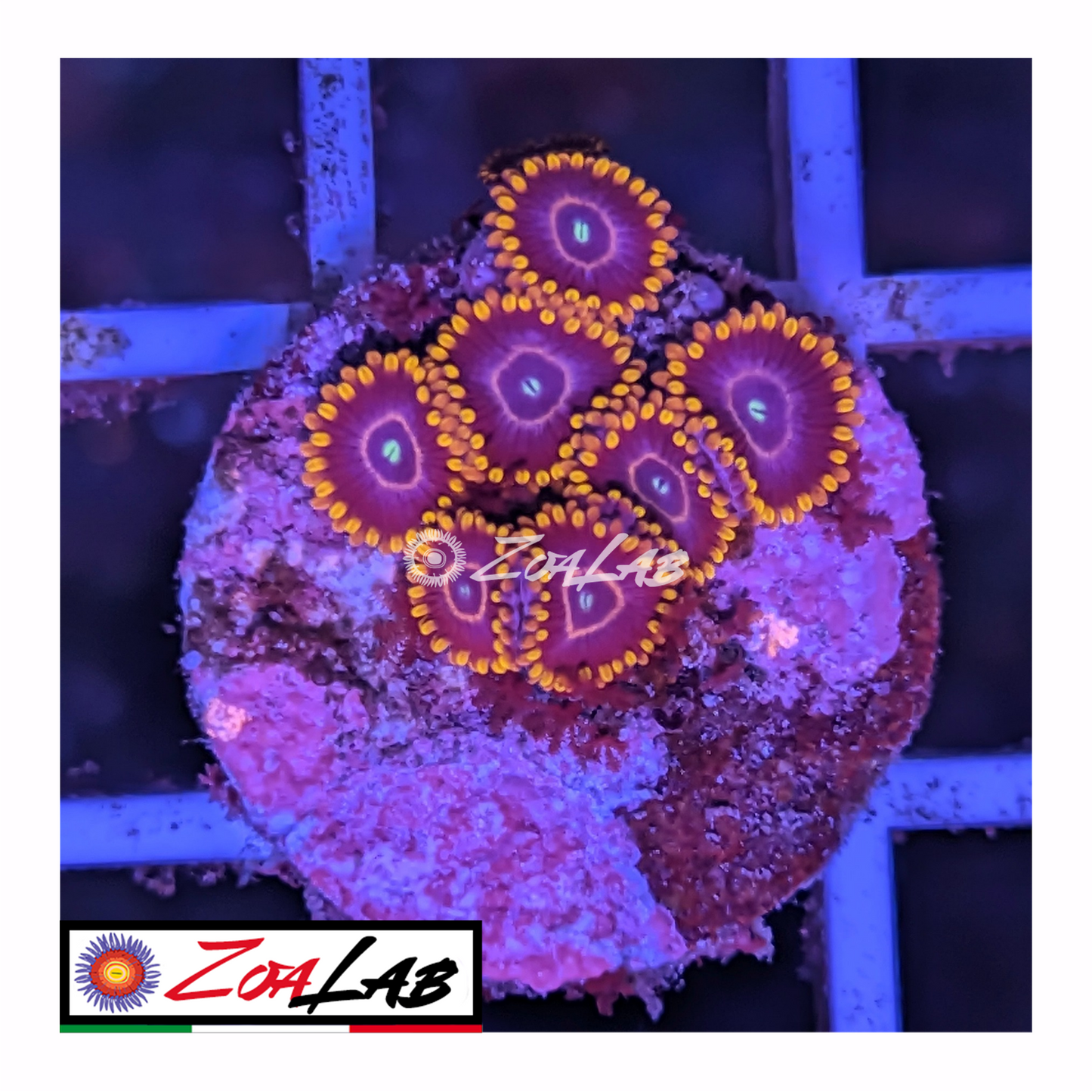 Zoanthus Red hornets