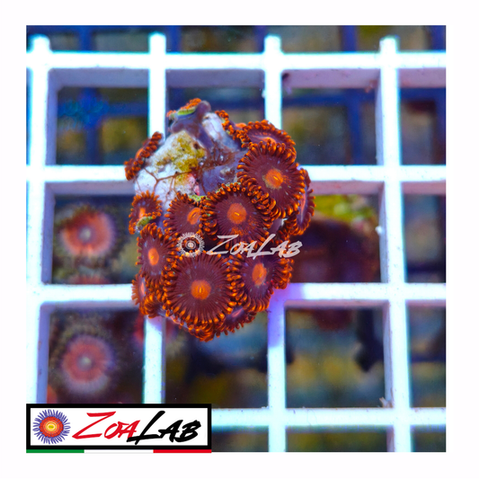 Zoanthus Red Robin