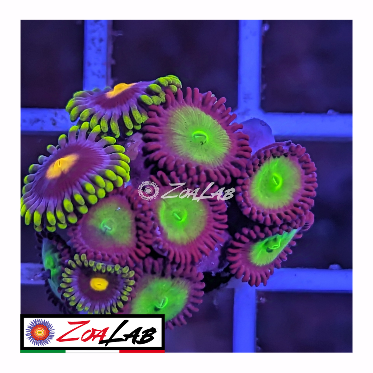 Zoanthus mix