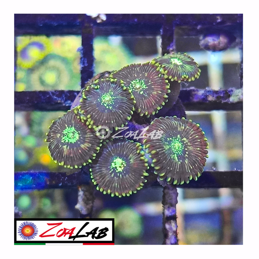 Zoanthus desert storm
