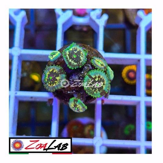 Zoanthus Hawaiian