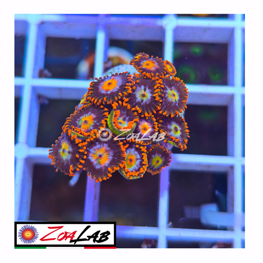 Zoanthus spiderman