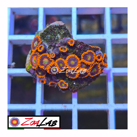 Zoanthus spiderman