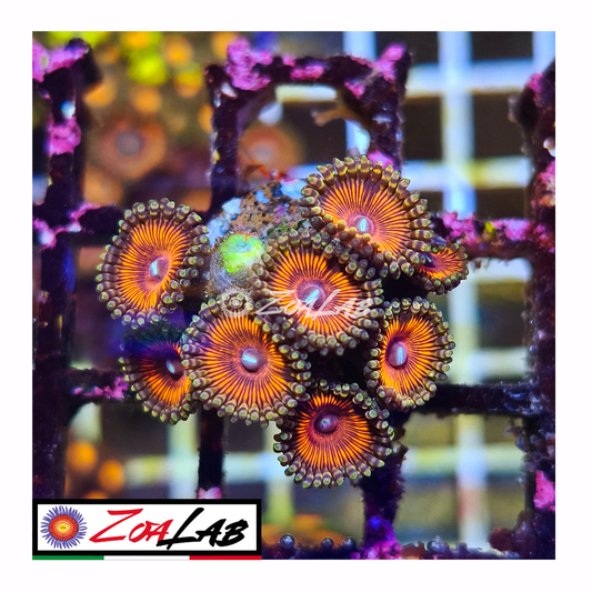 Zoanthus gobstoppers