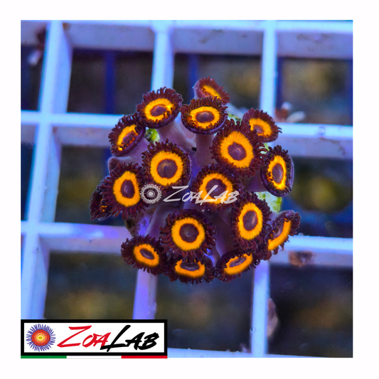 Zoanthus jhonny pumpkins