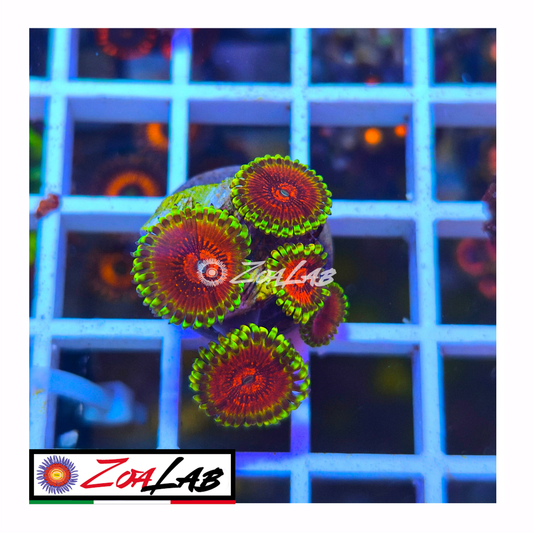 Zoanthus lime chile