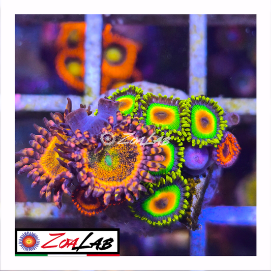 Zoanthus rasta mix