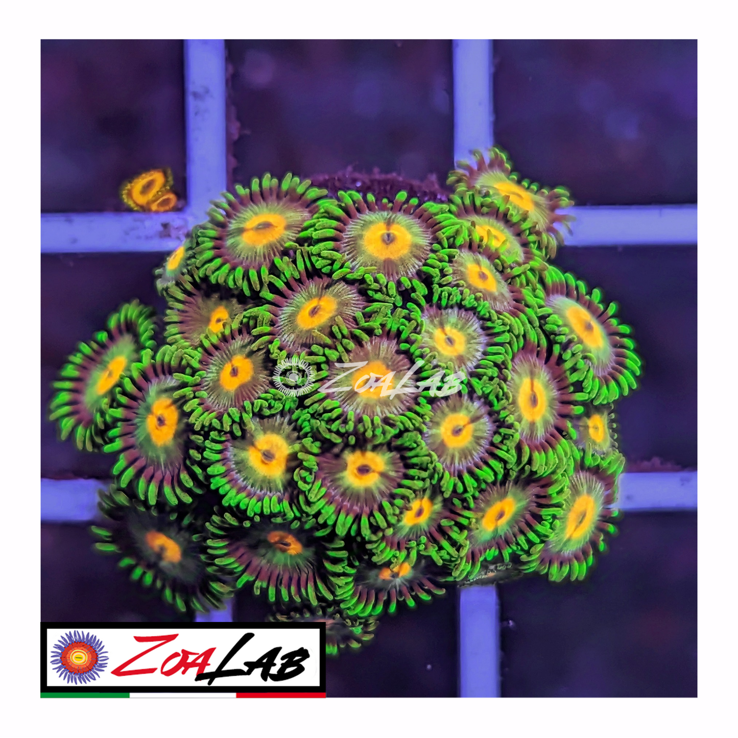 Zoanthus flower