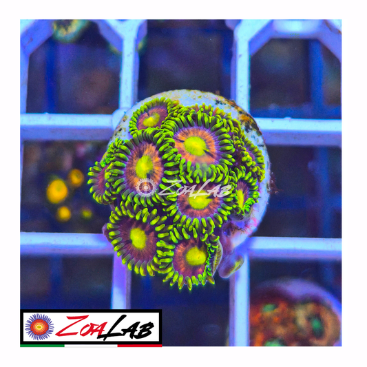 Zoanthus laser Devil