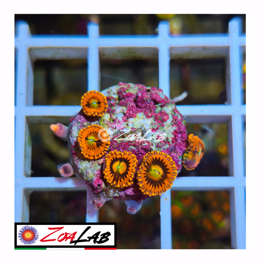 Zoanthus Pink Sakura