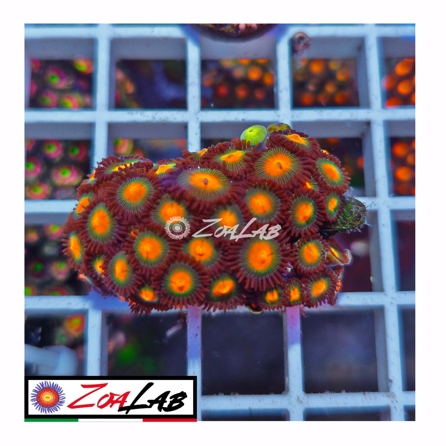 Zoanthus Orange nipple