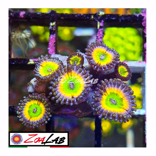 Zoanthus tinkerbell