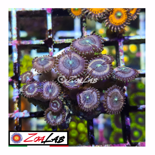 Zoanthus violet gobstopper