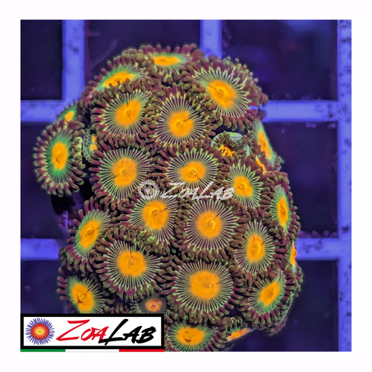 Zoanthus Emerald