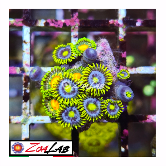 Zoanthus berry morph