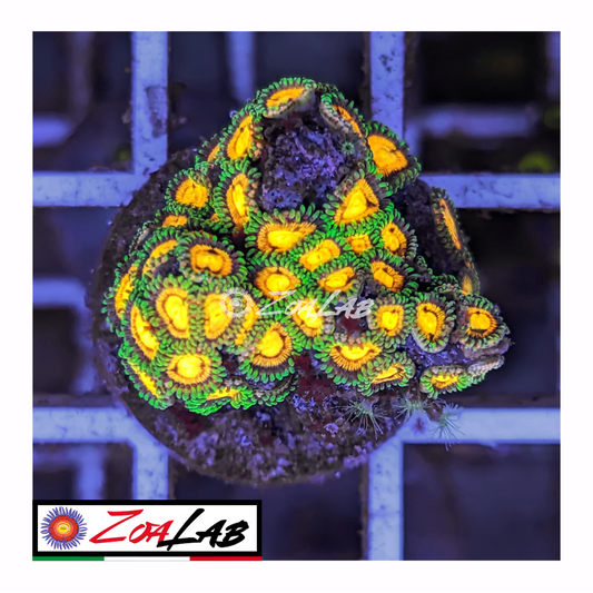 Zoanthus rainbow incenerinetor