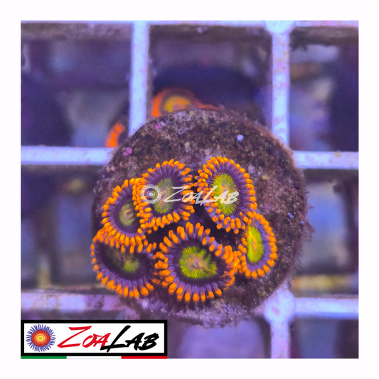 Zoanthus Orange mandarine