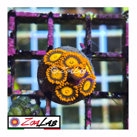 Zoanthus Orange oxides