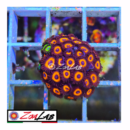Zoanthus jhonny pumpkins