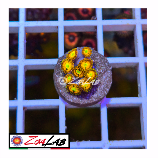Zoanthus tyree Orange rainbow