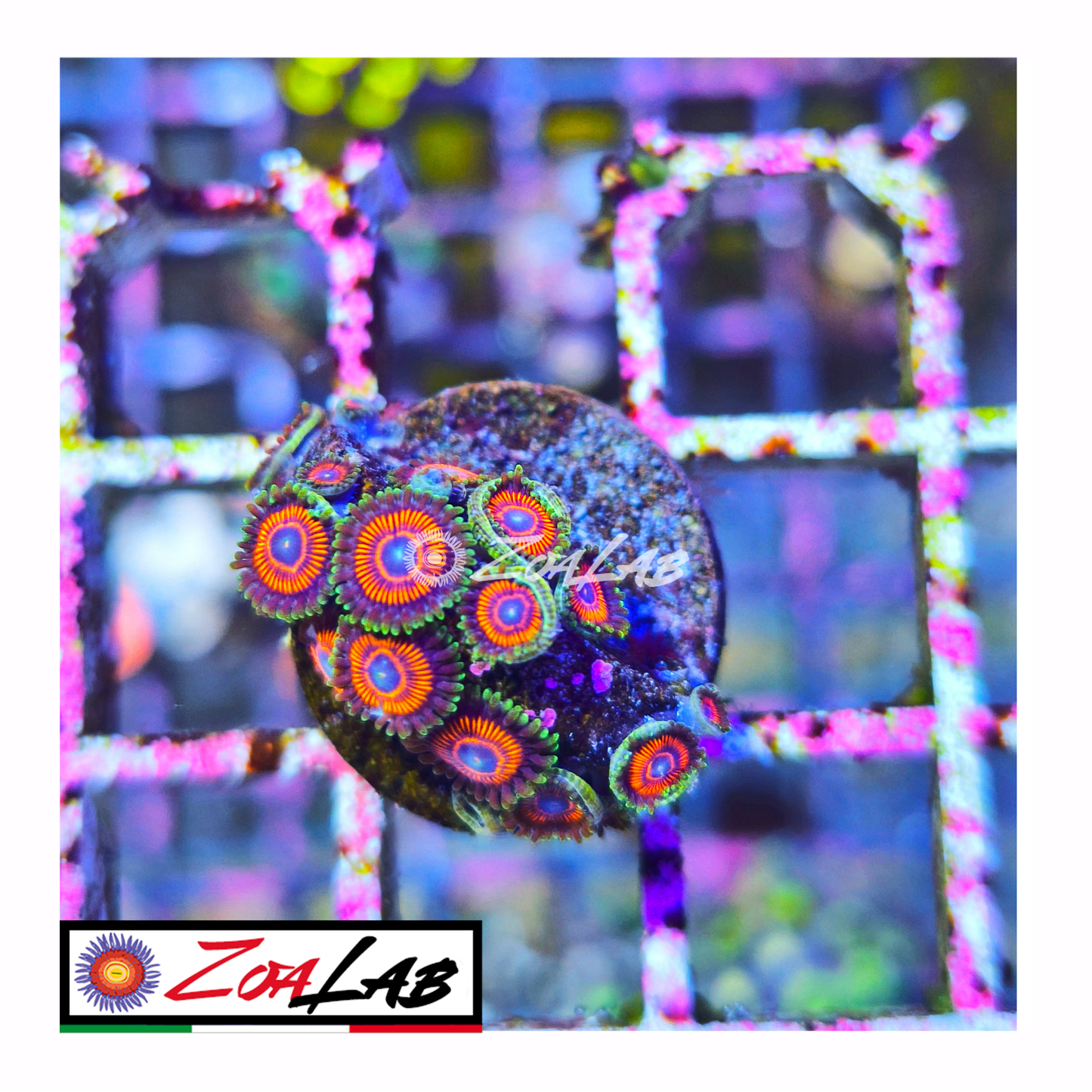 Zoanthus Devil armor