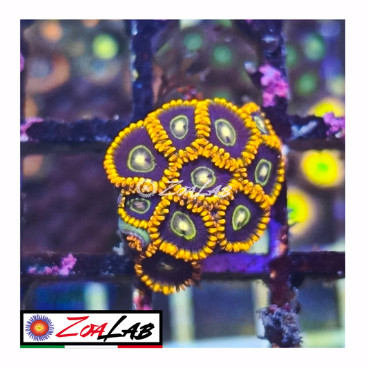 Zoanthus rainbow Hornets
