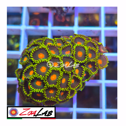 Zoanthus gorilla nipple