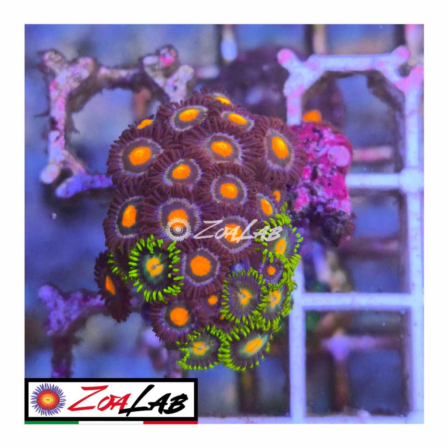 Zoanthus nipple violet mix