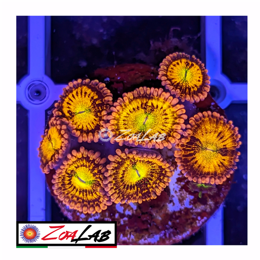 Zoanthus alien antivenom