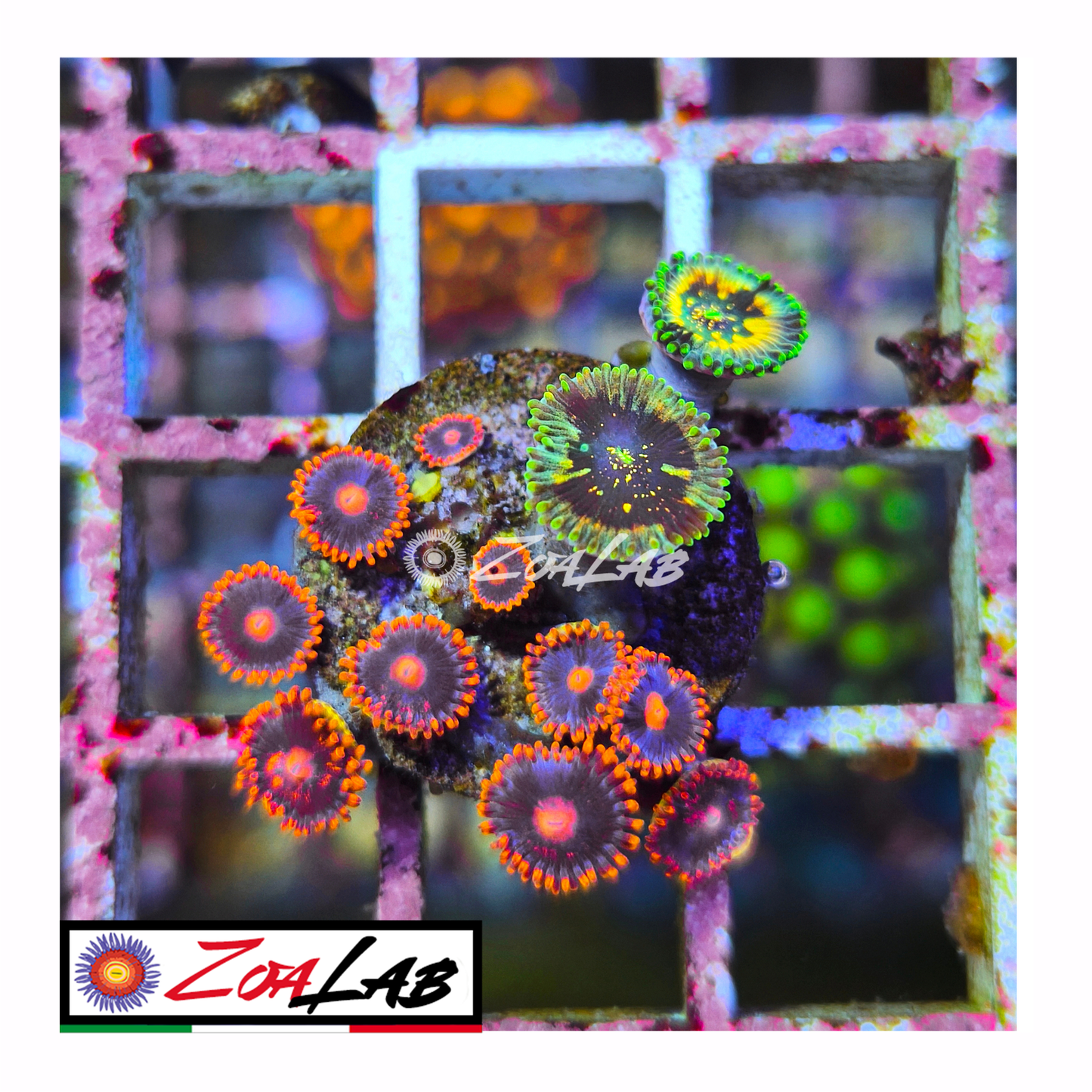 Zoanthus Gatorade mix