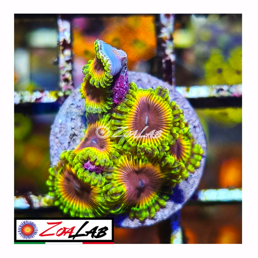 Zoanthus Strawberry melon