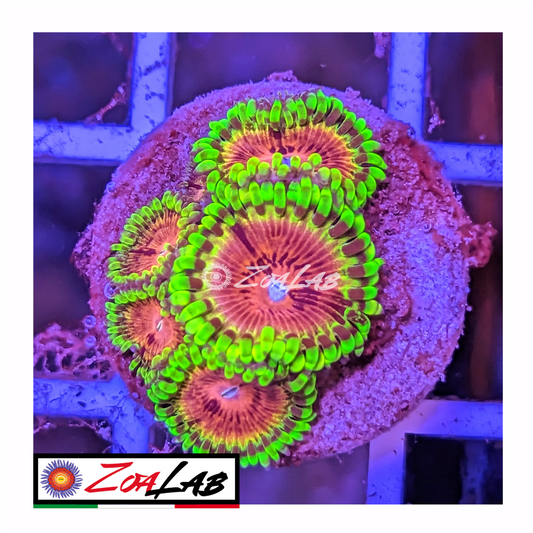 Zoanthus lime Chile ultra