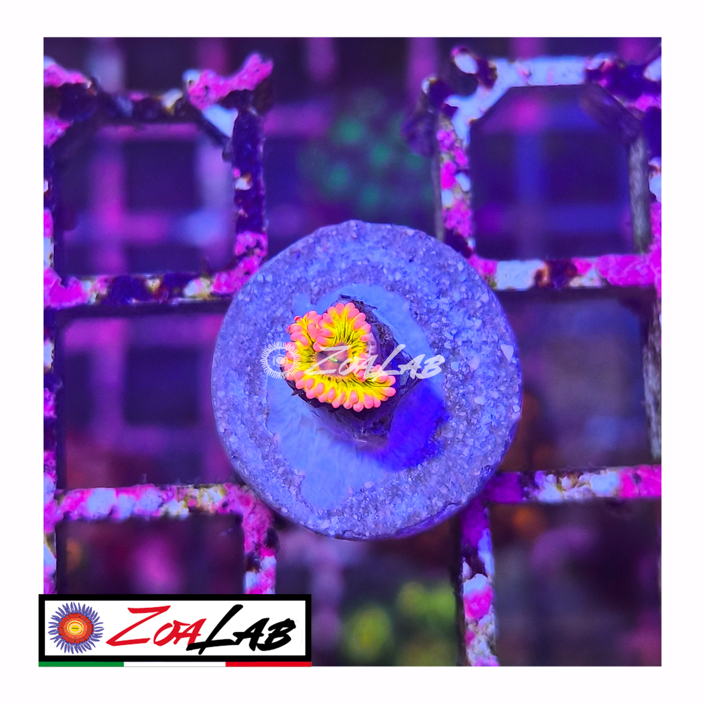 Zoanthus Gold Chiquita