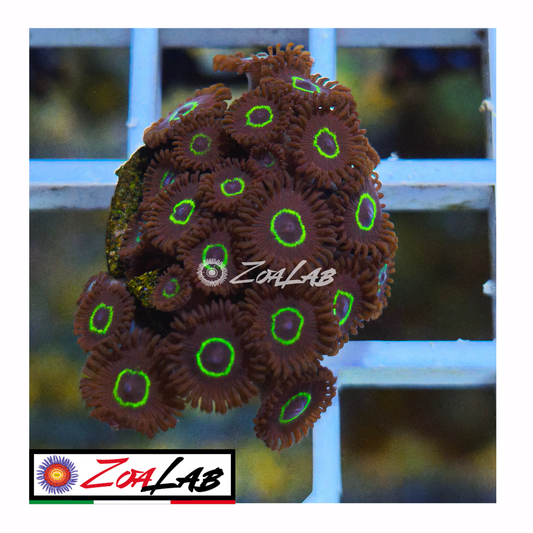 Zoanthus purple death