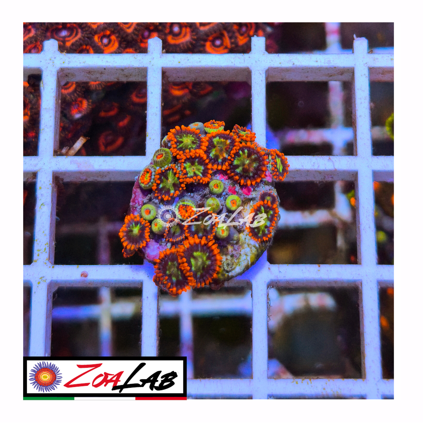 Zoanthus spiderman morph
