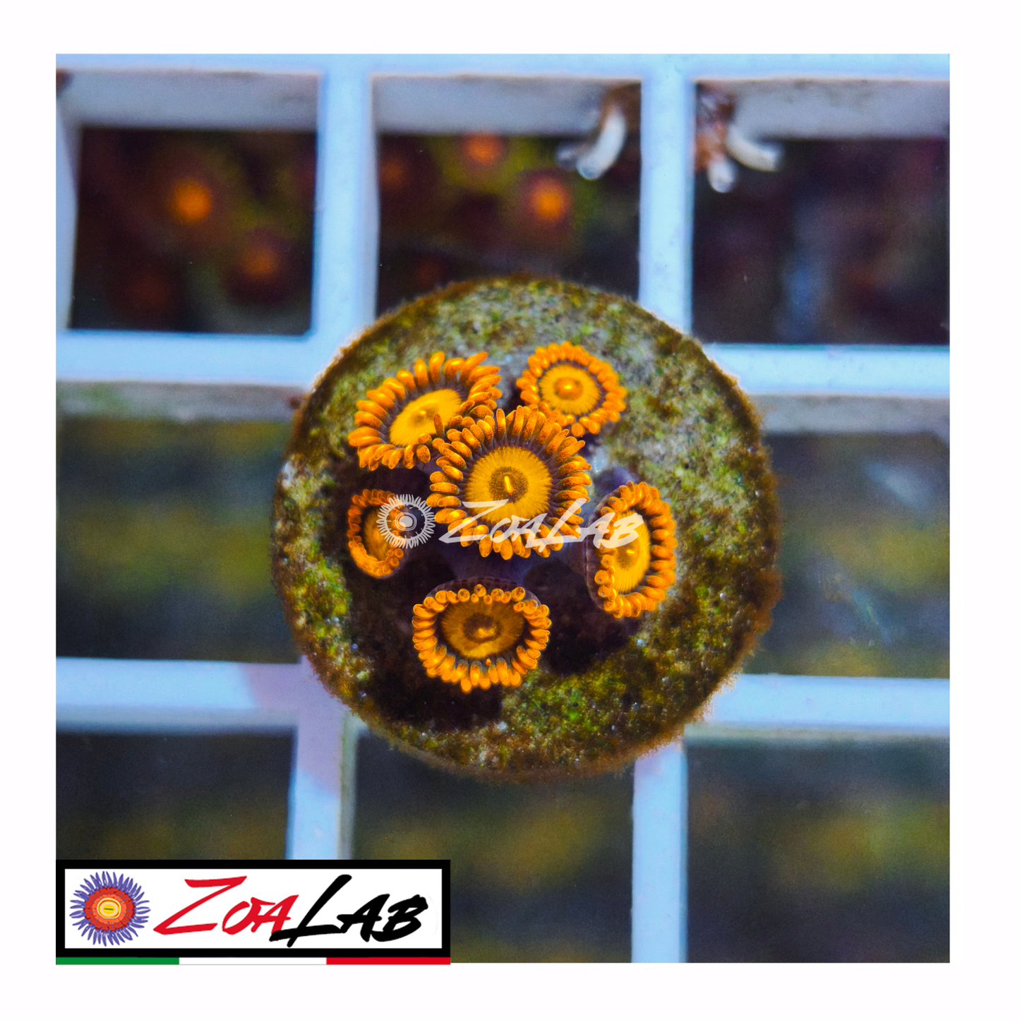 Zoanthus Orange oxides