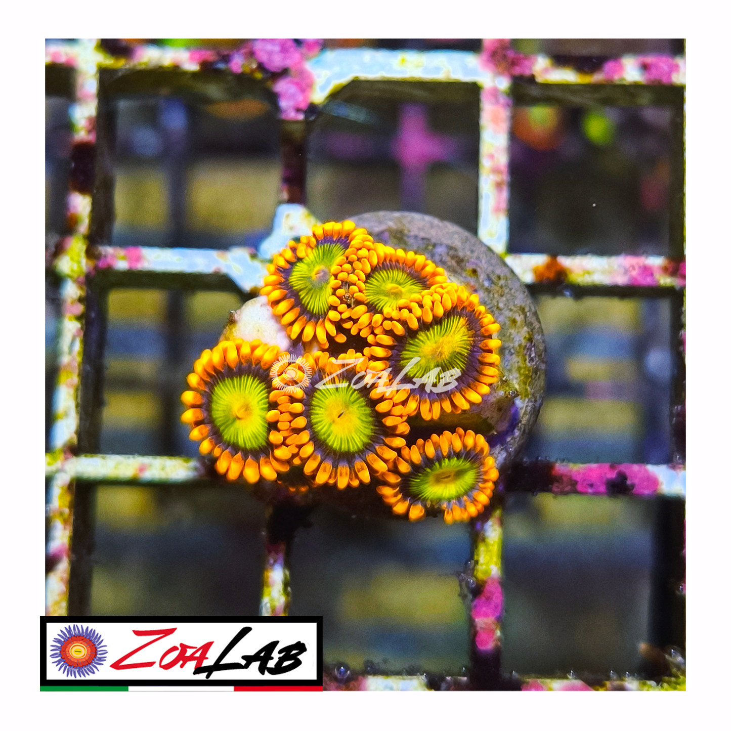 Zoanthus Orange mandarine