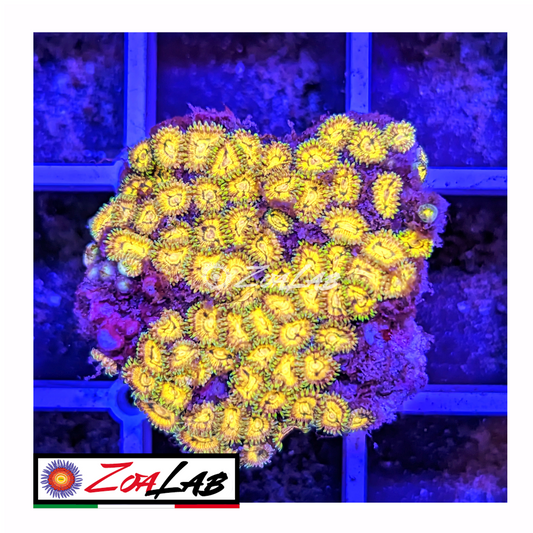 Zoanthus Gold incenerinetor